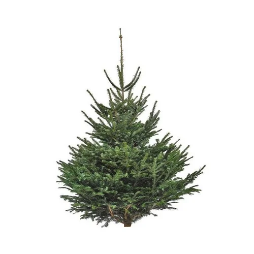 Sapin de Noël naturel coupé Nordmann - de 250 à 300 cm
