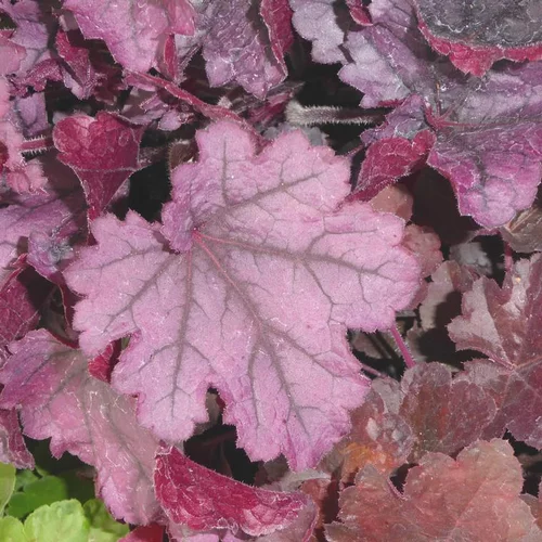 Heuchera 'Sugar Plum' ® - Le pot de 2 litres