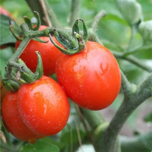 Tomate Cerise Prince Borghese | Semences bio et reproductibles