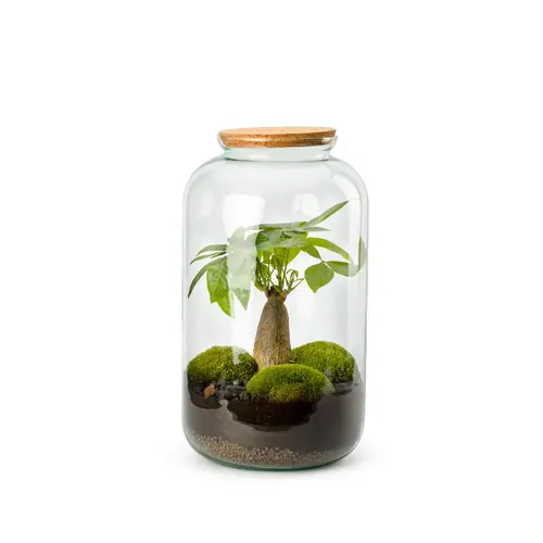 Terrarium autonome botanic® Bonbonne Pachira - Taille M Ø 23 cm H 41 cm