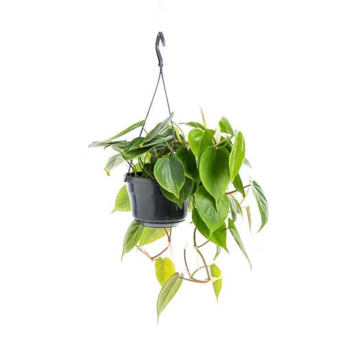 Philodendron Scandens suspension Ø18xH40 cm