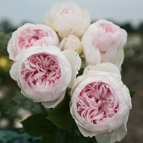 Rosier grosses fleurs Parfuma La belle Rouet. Le pot de 4 litres