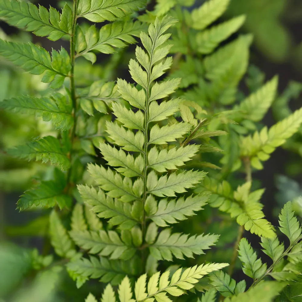 Aspidie de Corée - Fougère Polystichum tsussimense