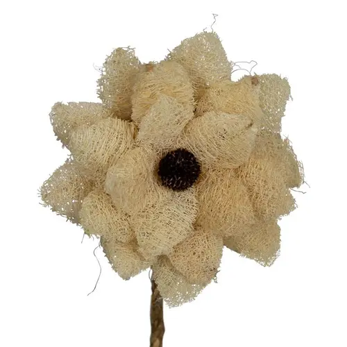 Fleur de luffa nature blanchie - Ø 15 x H 75 cm