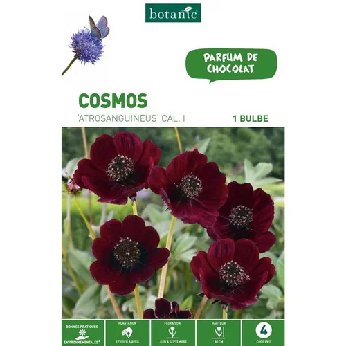 Cosmos Atrosanguineus rouge foncé botanic® - 1 bulbe