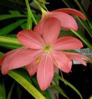 Schizostylis - Le pot de 3 litres