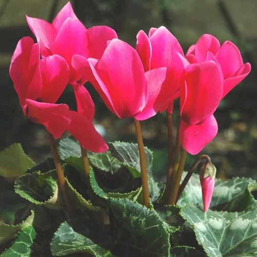 Cyclamen à grandes fleurs multicolores - Le pot Ø 14 cm