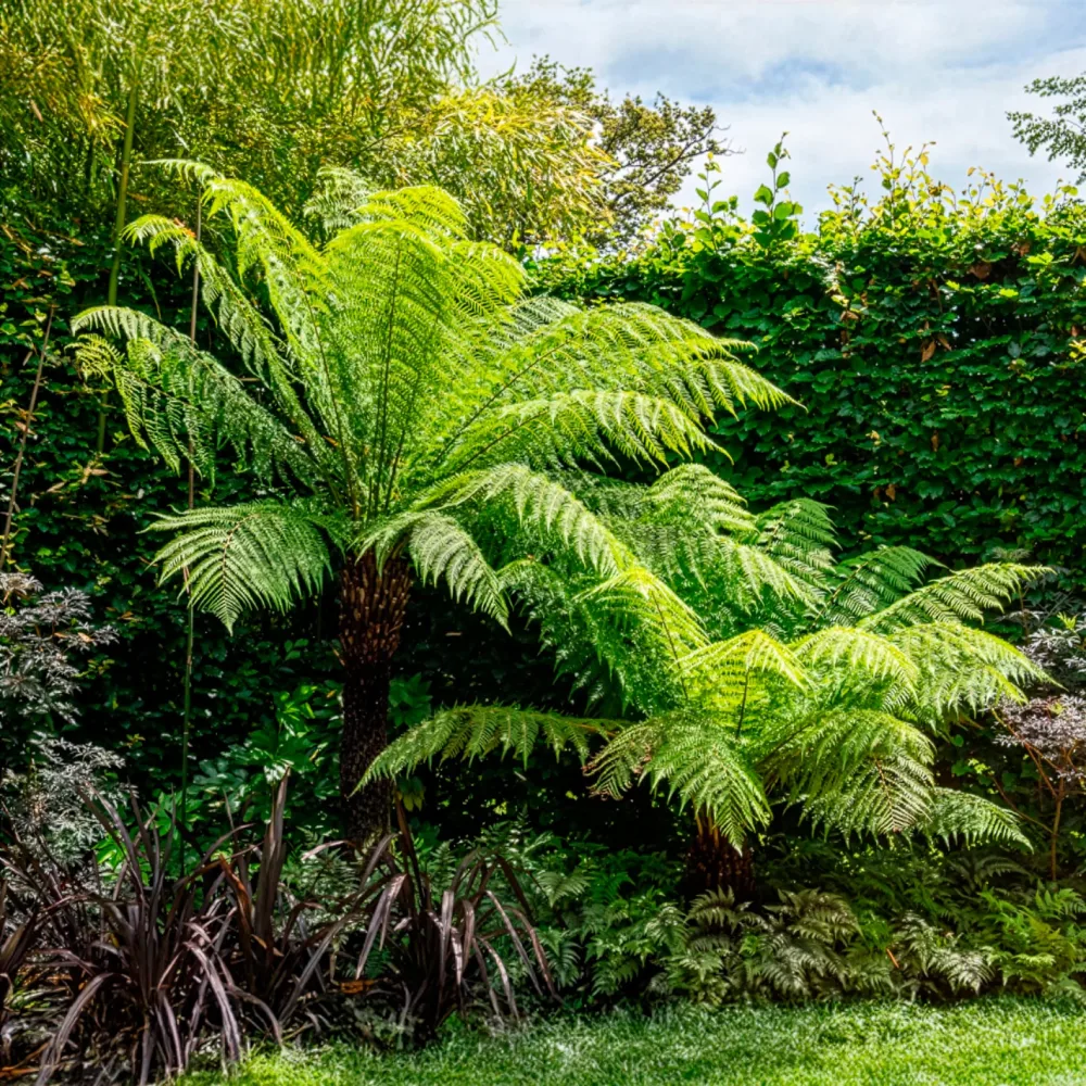 Fougère arborescente de Tasmanie Dicksonia antarctica