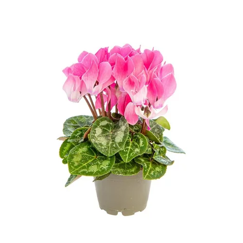 Cyclamen plante baby Ø 5,5/6 cm