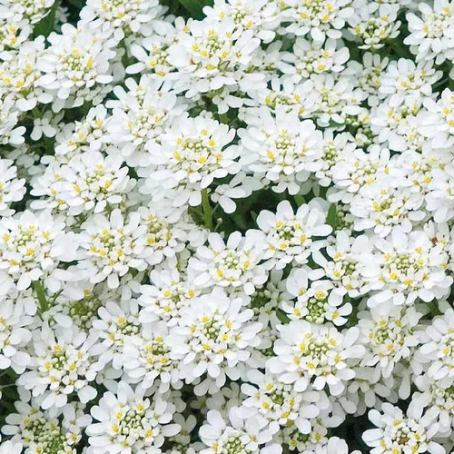 Iberis Sempervirens - Le pot de 9 x 9 cm