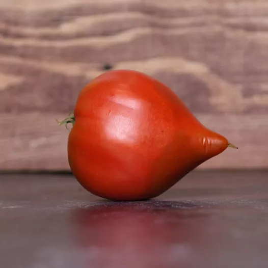 Tomate Téton de Vénus | Semences bio et reproductibles