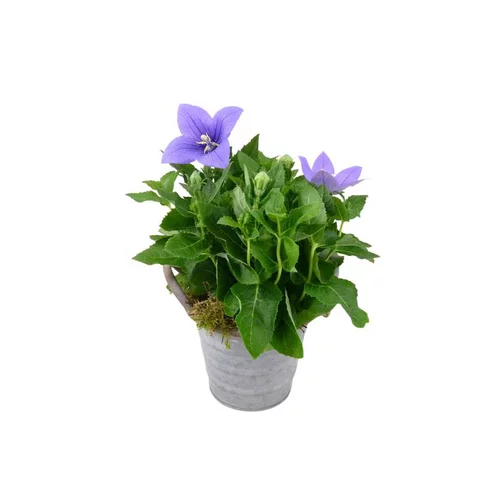 platycodon - Pot zinc