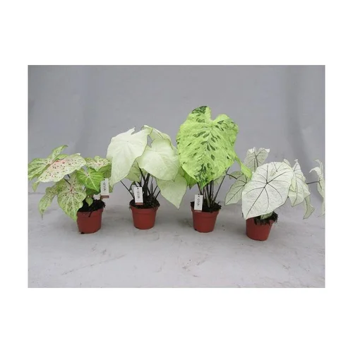 Caladium. Le pot Ø 17 cm