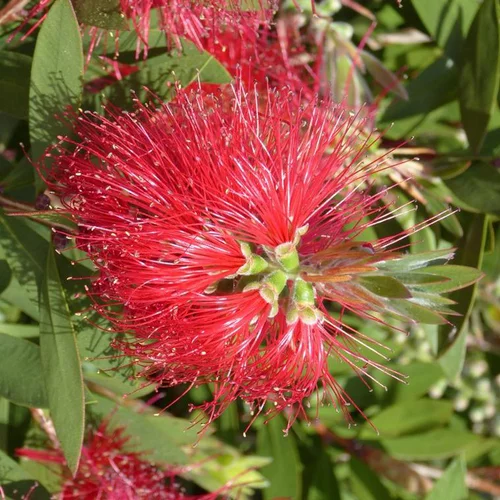 Rince bouteille (Callistemon Laevis) ¼ tige. Le pot de 5 litres