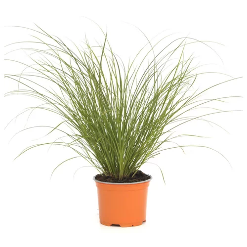 Carex Testacea Prairie Fire orange botanic®. Le pot de 2 litres