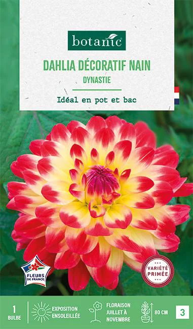 Bulbe de fleurs Dalhia décoratif nain Dynastie botanic® - 1 bulbe