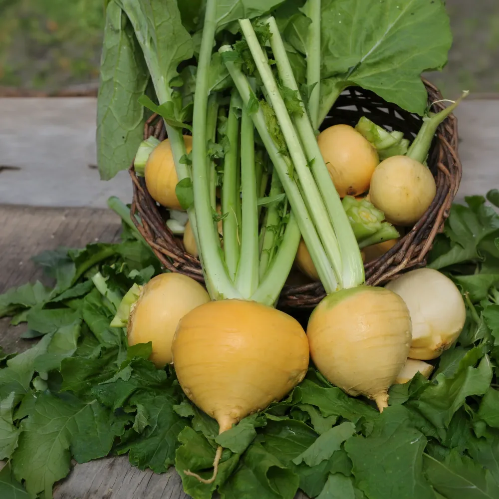 Chou navet Goldana Bio Brassica rapa goldana