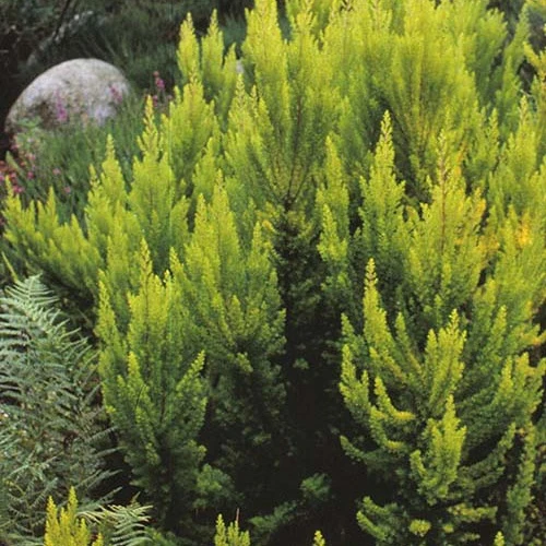 Bruyère arborescente Estrella Gold Erica arborea estrella gold