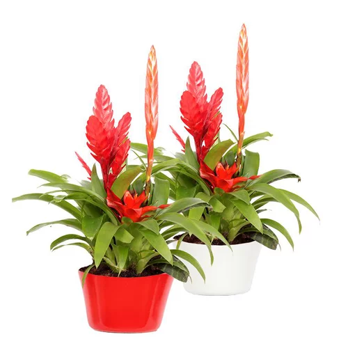 Plante fleurie Bromeliacee - Ø 16 cm