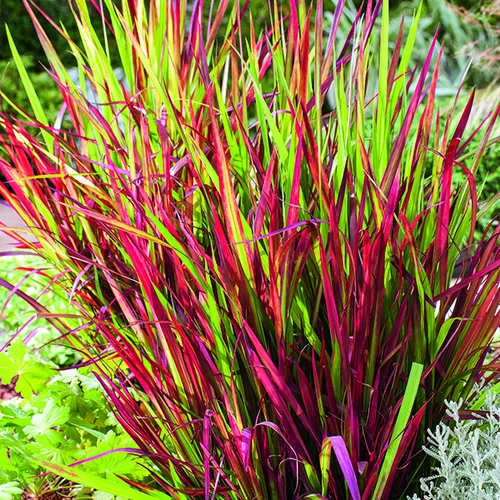 Imperata Red Baron rouge botanic®. Le pot de 4 litres
