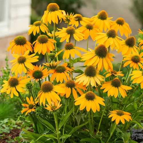 Echinacea ARTISAN YELLOW OMBRE - Le pot de 2 litres