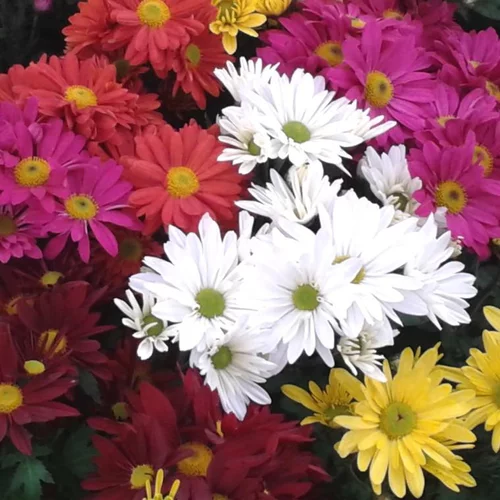 Chrysanthème américain ou Marguerite d'automne à fleurs multicolores - La coupe Ø 24 cm
