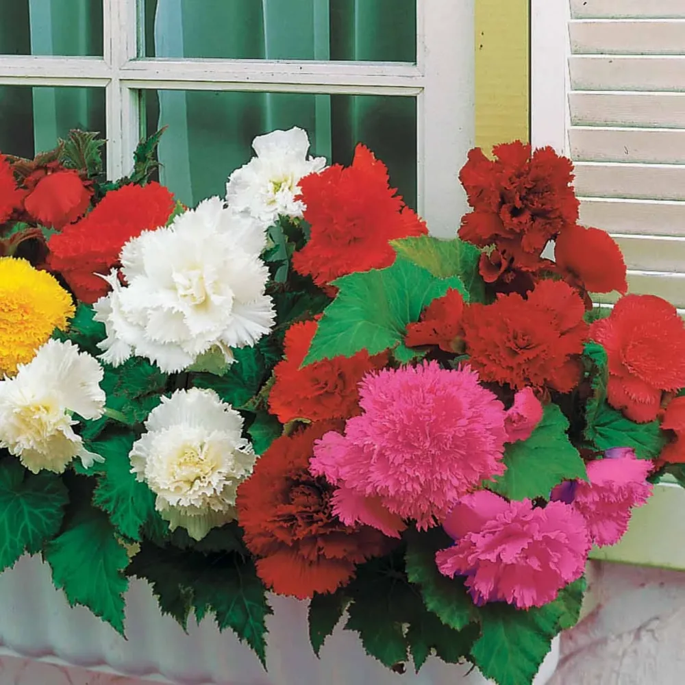25 Bégonias à grandes fleurs en mélange Begonia fimbriata