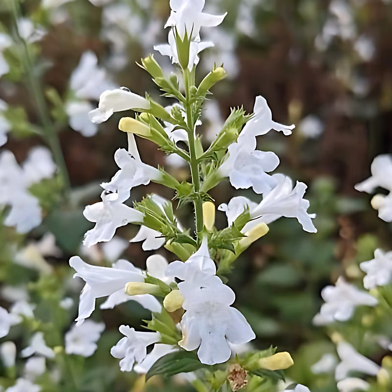 6 x Calamintha nepeta. 'Marvelette White' – Calamintha nepeta 'Marvelette White' | godet 9cm x 9cm