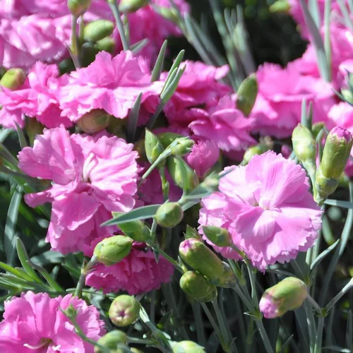 Œillet mignardise tickled pink rose en pot de 2 L