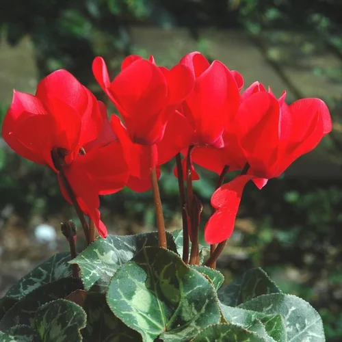 Mini Cyclamen. La coupe de 25/27 cm
