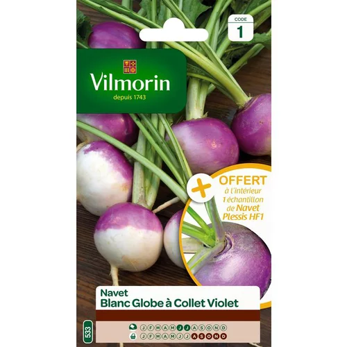 Graines de navet blanc globe à collet violet Vilmorin - graines à semer