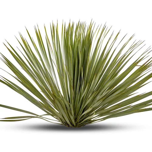 Yucca Rostrata en pot de 10 L