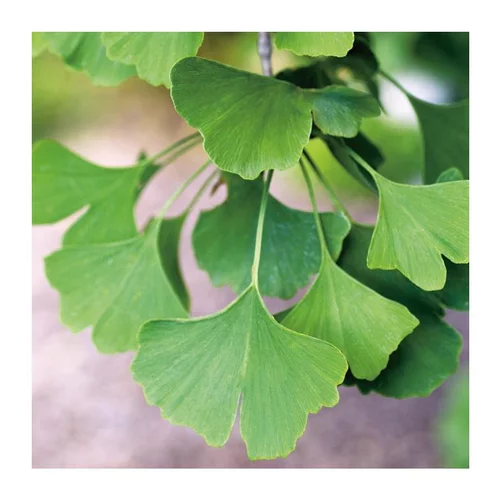Arbre aux 40 écus - pot 18 L