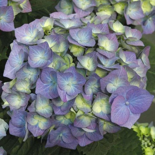 Hydrangea Macrophylla Variée – Pot de 2L