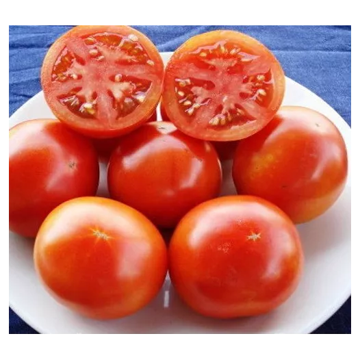 Tomate Burbank | Graines bio et reproductibles