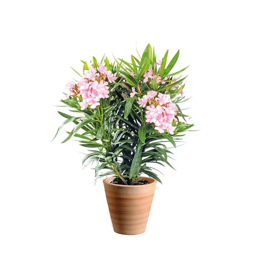 Laurier rose Nerium Oleander bicolore 75/85 cm