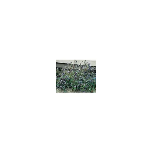 Ceratostigma Willmottianum ou Plumbago de Wilmott bleu en pot de 3 L