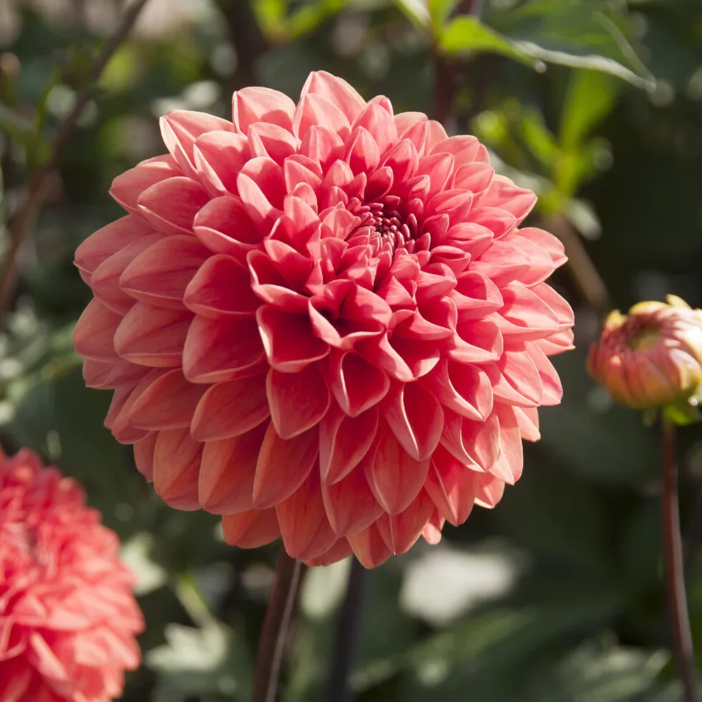 Dahlia Blitzer Dahlia Blitzer
