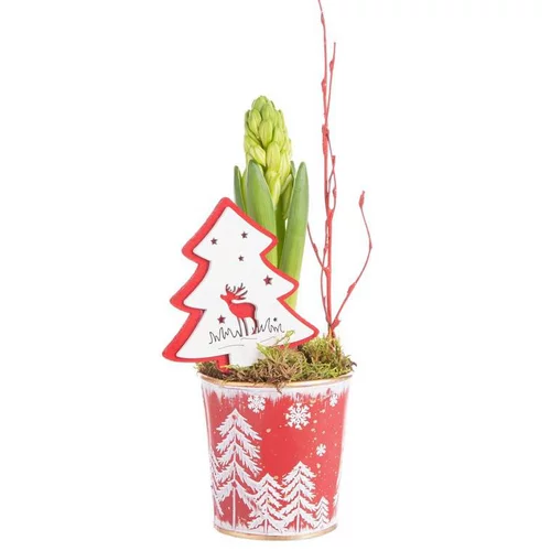 Composition de Noël jacinthe multicolore pot en zinc flocon rouge