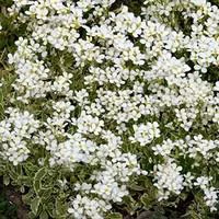 Arabette ou corbeille d'argent. La barquette de 6 plants