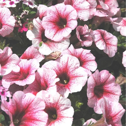 Pétunia retombant - Le pot de Ø 19 cm