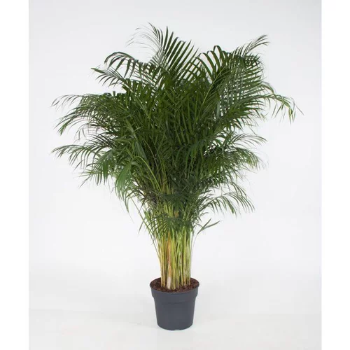 Areca pot Ø31 cm/ H170 cm