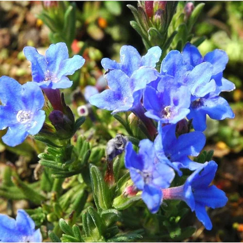 Lithodora 'Heavenly Blue' - Le pot de 1 litre