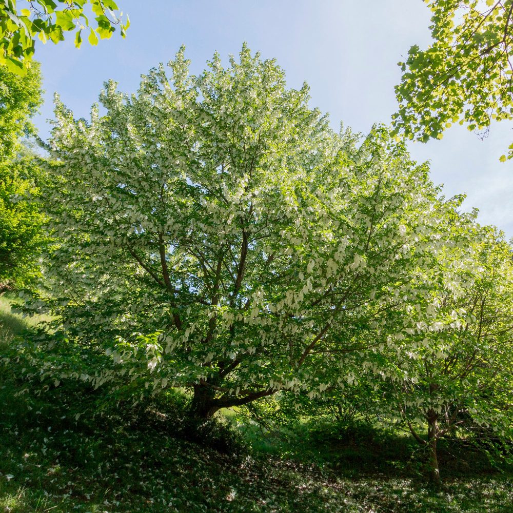 Arbre aux mouchoirs Davidia involucrata