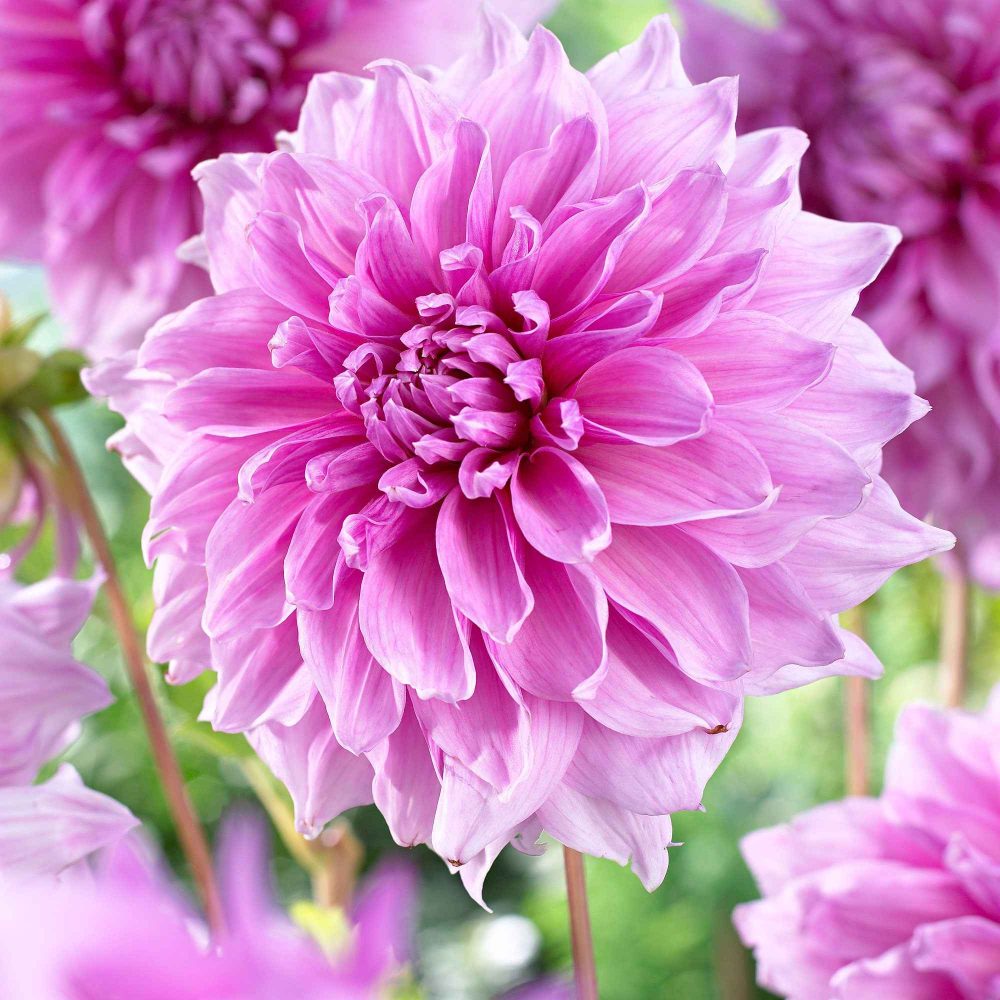3 Dahlias géant Lavender Perfection Dahlia 'lavender perfection'