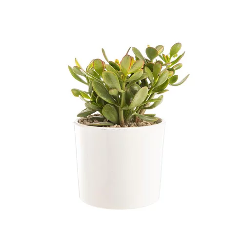 Crassula sunset en pot blanc émaillé H 10 x Ø 20 cm