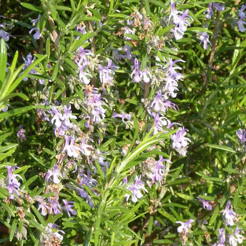 Romarin Rampant en pot de 3 L bleu