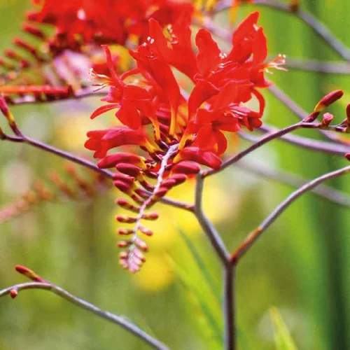 Crocosmia rouge - Le pot de 9 x 9 cm