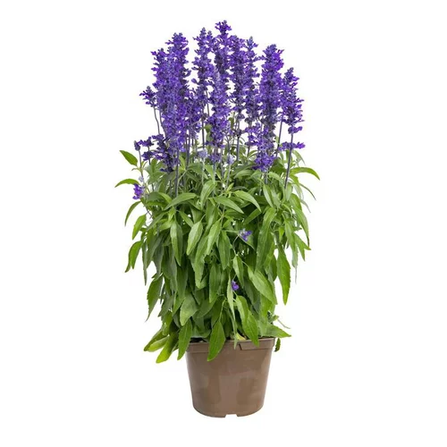 Sauge Farineuse bleue - Le pot de 12 x 12 cm