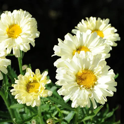 Marguerite d’été real neat blanche en pot de 2 L